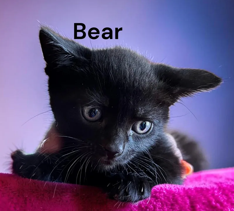 A baby medium-sized male Black Domestic Short Hair cat named Bear for adoption in Weems, VA
