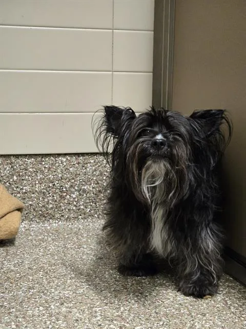 An adult small-sized male Skye Terrier dog named Bubbs for adoption in Clyde, NC
