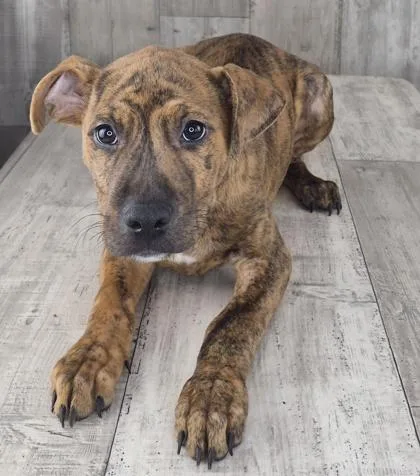 An adult small-sized male Terrier dog named Camo for adoption in Shreveport, LA