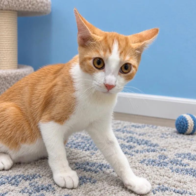 A baby small-sized male Orange / Red Domestic Short Hair cat named Koty for adoption in Hemet, CA