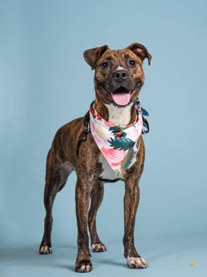An adult medium-sized female Labrador Retriever dog named Amelia for adoption in Atlanta, GA