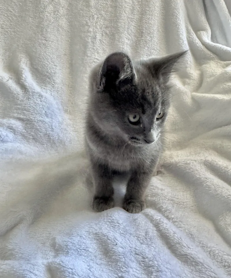 A baby medium-sized male Gray / Blue / Silver Domestic Short Hair cat named Rodney for adoption in Greensboro, NC