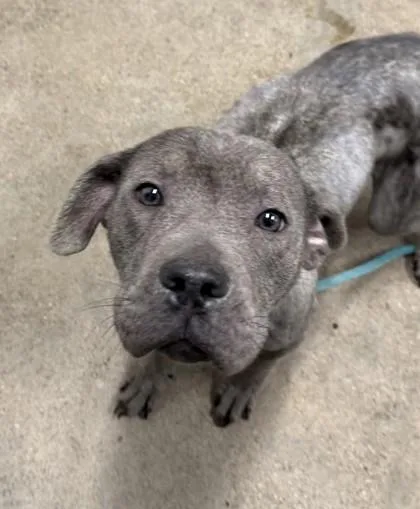 A young medium-sized male Gray / Blue / Silver Pit Bull Terrier dog named Wemby for adoption in Cleveland, OH