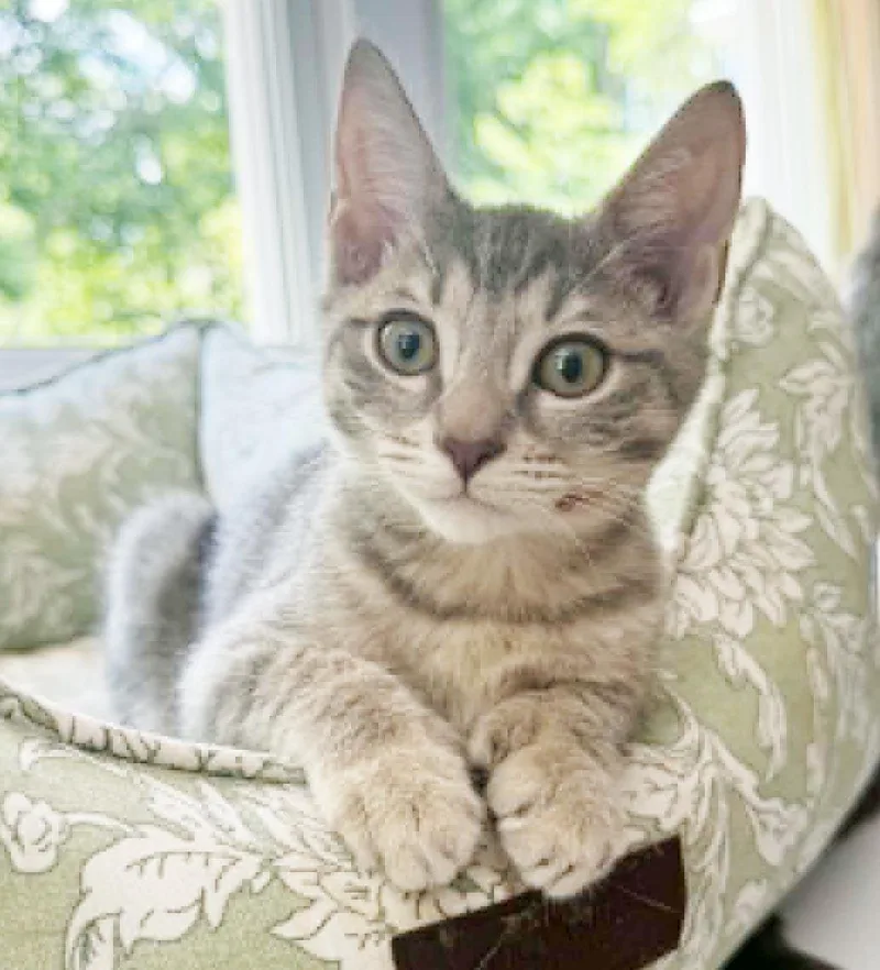 A baby small-sized male Tabby (Gray / Blue / Silver) Extra-Toes Cat / Hemingway Polydactyl cat named Liberty is so darn for adoption in Bedford Hills, NY