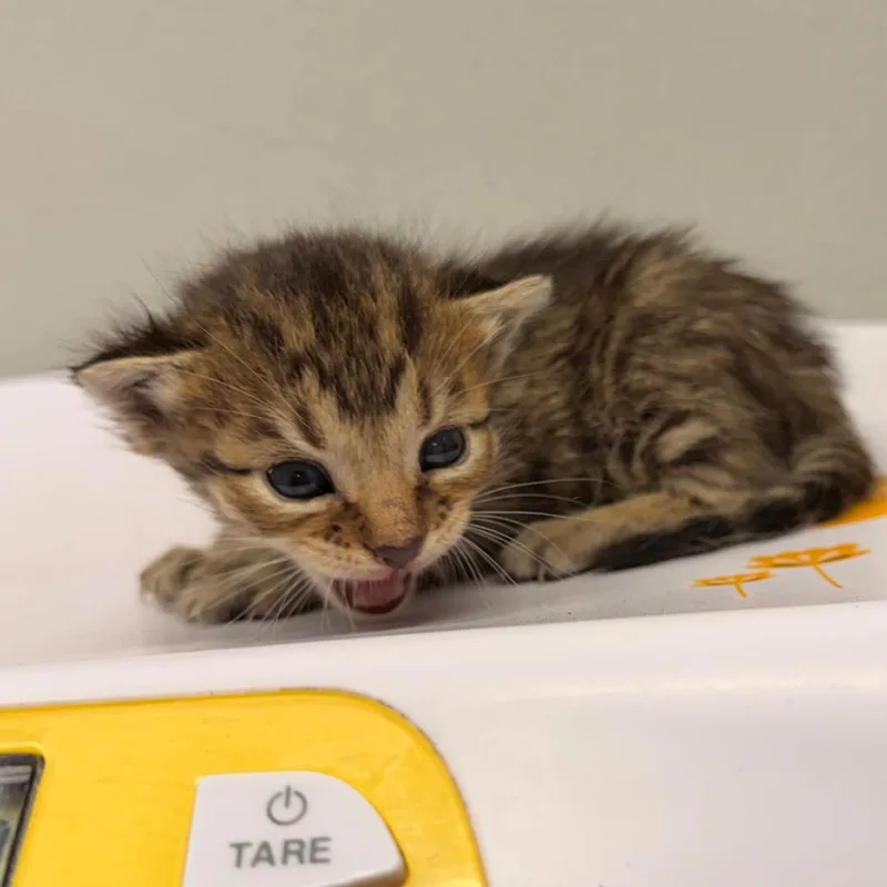 A baby small-sized male Domestic Short Hair cat named Mister for adoption in Tampa, FL