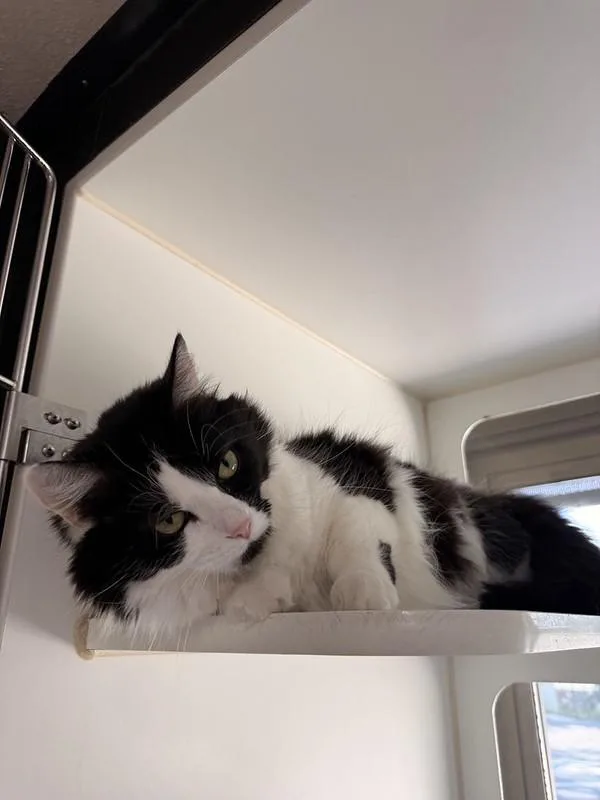 A young large-sized female Domestic Short Hair cat named Skelly for adoption in Truckee, CA