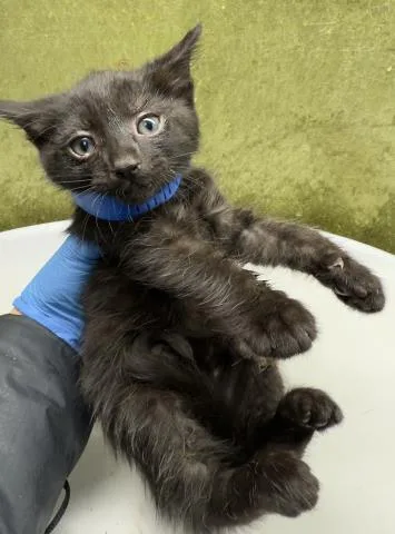 A baby small-sized male Domestic Short Hair cat named Brandon for adoption in Riverside, CA