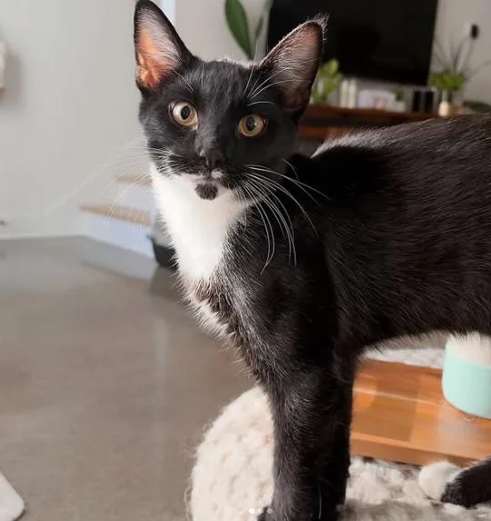 A baby small-sized male Black & White / Tuxedo Domestic Short Hair cat named Pesto for adoption in Nashville, TN