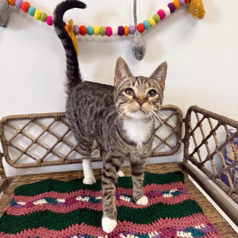 A baby small-sized female Brown / Chocolate Domestic Short Hair cat named Nessie for adoption in Houston, TX