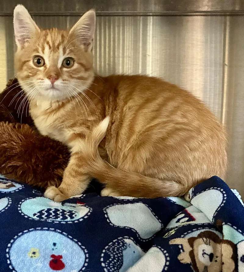 A young medium-sized male Orange & White Tabby cat named Simba for adoption in Sandusky, MI