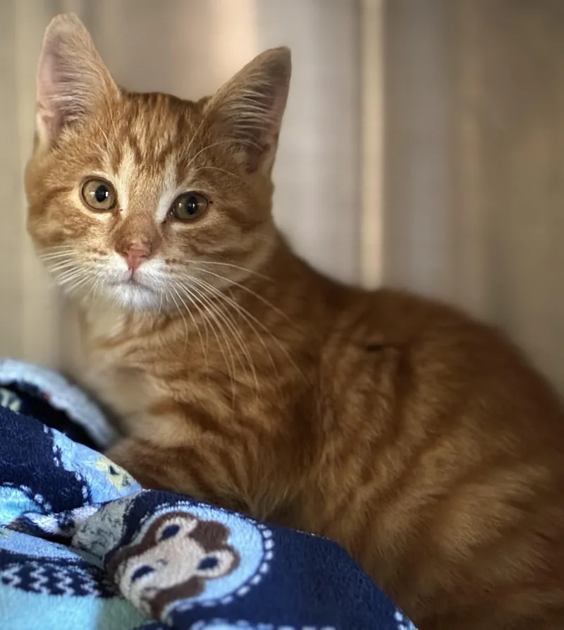 Simba thumbnail 3