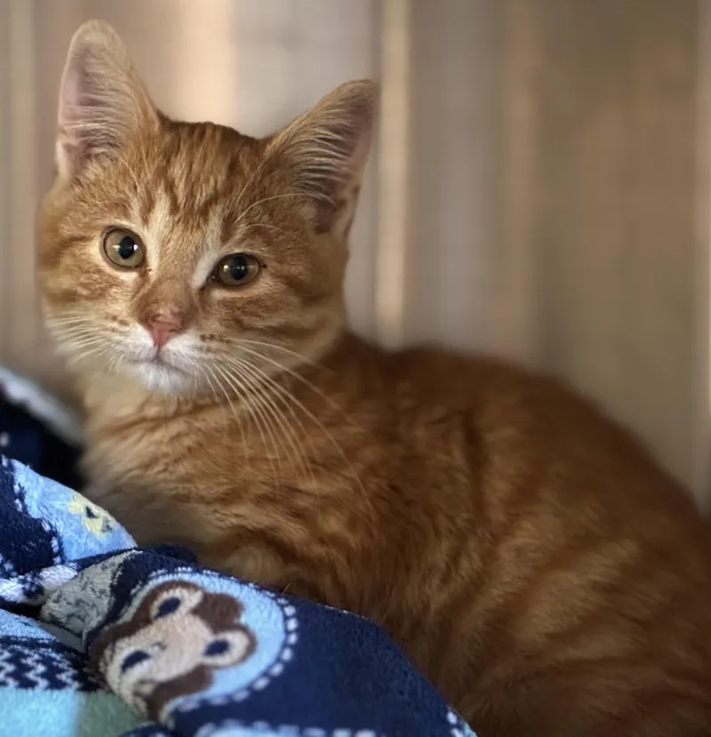 Simba thumbnail 4