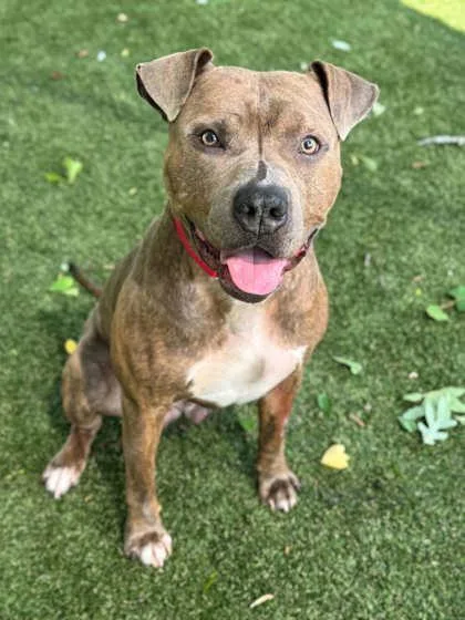 An adult large-sized male Terrier dog named Andouille for adoption in Gastonia, NC