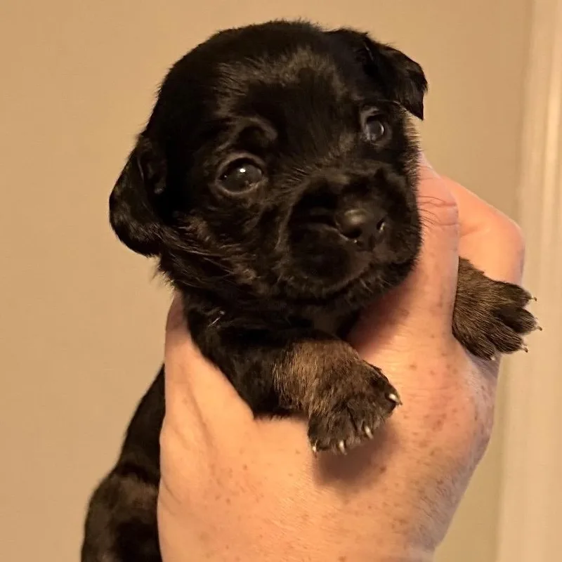 A baby small-sized male Black Mixed Breed dog named George Weasley for adoption in Rockville, MD