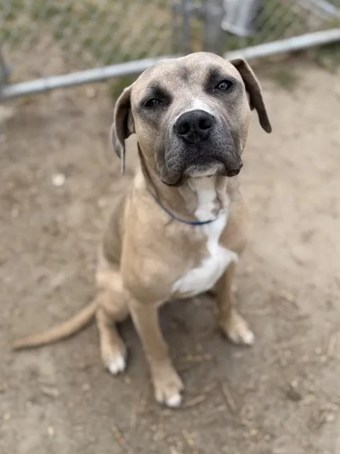 A young large-sized male Pit Bull Terrier dog named Bentley for adoption in Thousand Palms, CA
