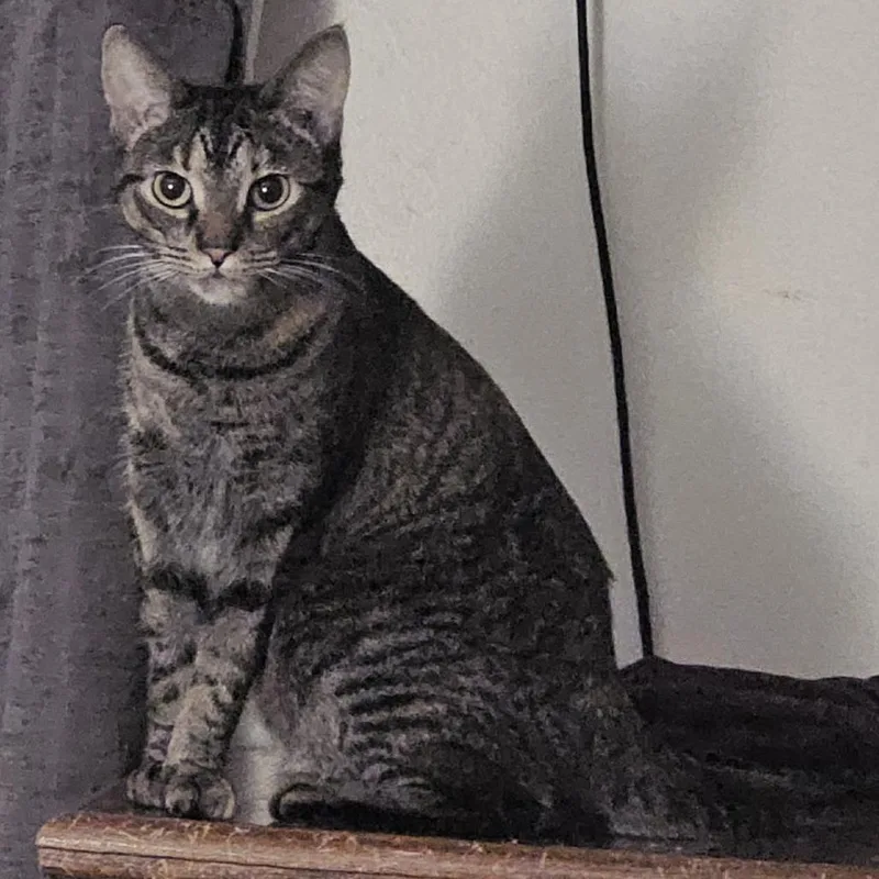 Brownie Batter thumbnail 2