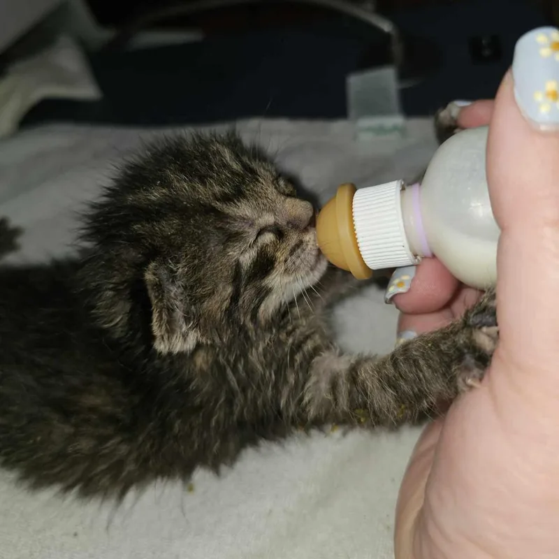 Brownie Batter thumbnail 3