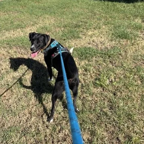 A young medium-sized male Black Border Collie dog named Cleetus for adoption in Henrietta, TX