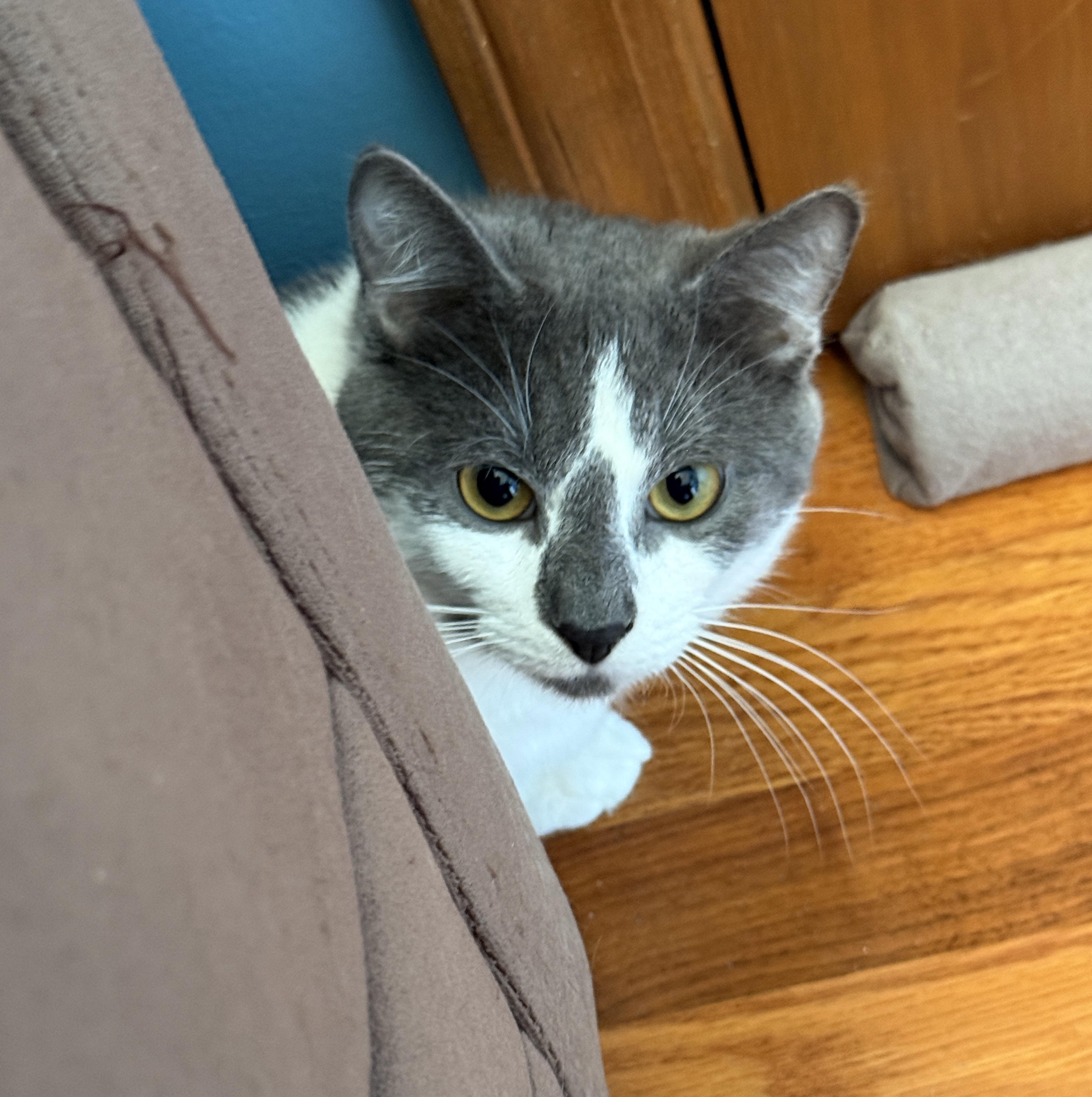 An adult large-sized male Gray & White Domestic Short Hair cat named Falcon for adoption in Sterling Heights, MI