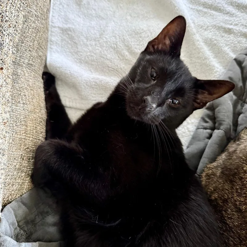 Tofu Satay thumbnail 2