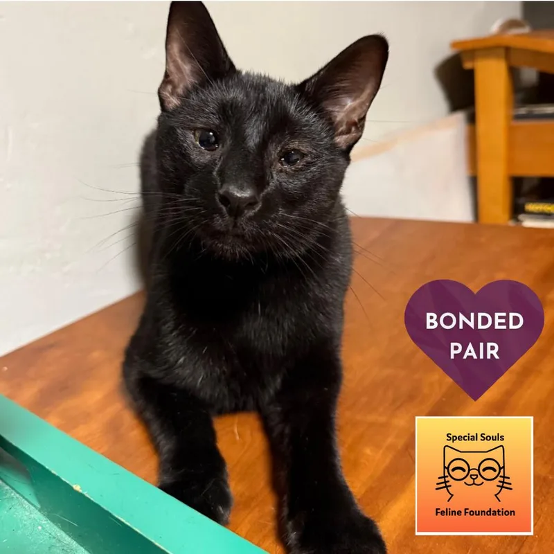 Tofu Satay thumbnail 4