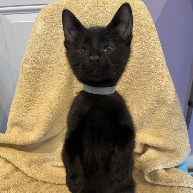 Tofu Satay thumbnail 5