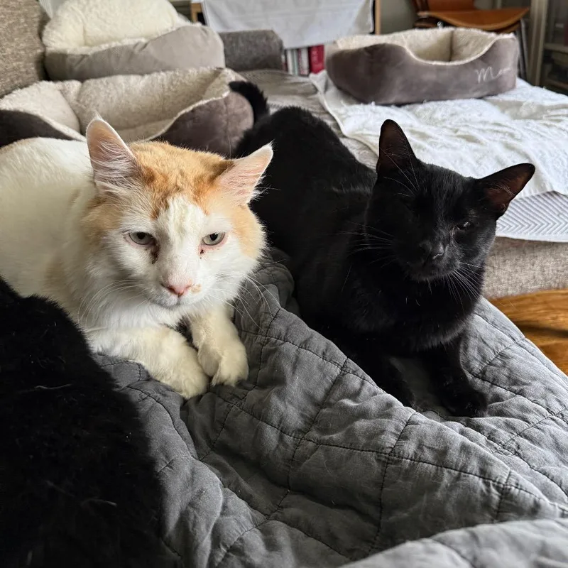 Tofu Satay thumbnail 6