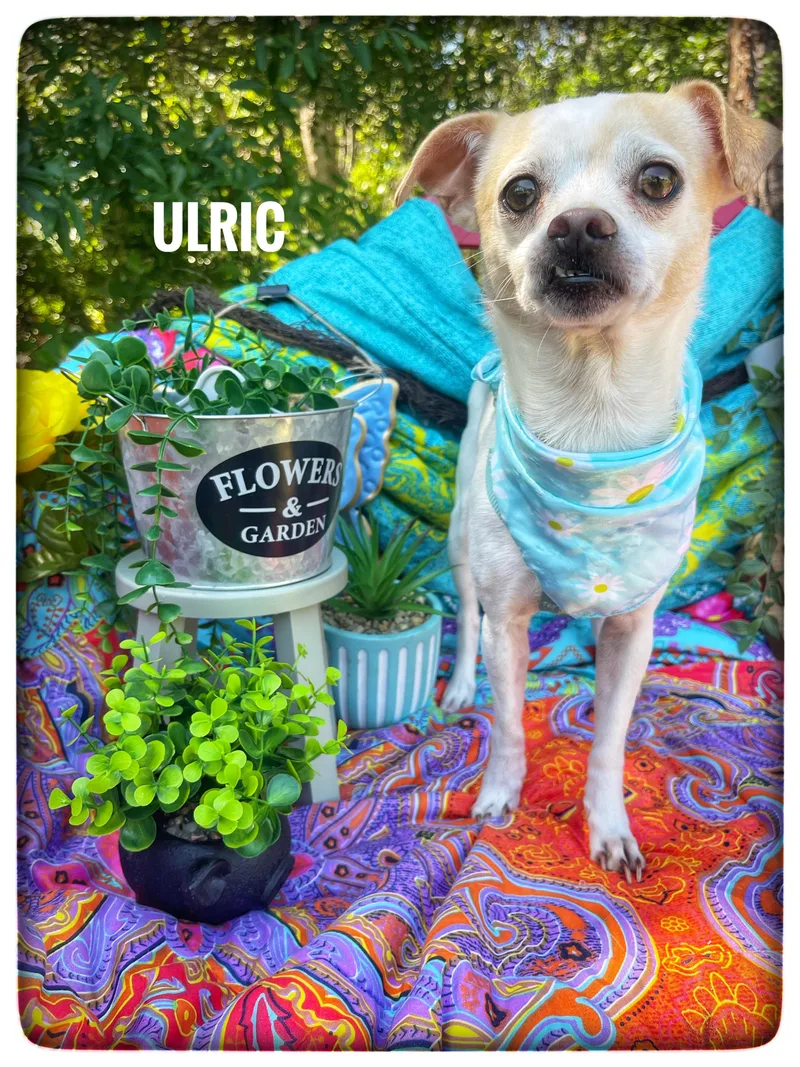 An adult small-sized male Chihuahua dog named Ulric for adoption in Sebring, FL