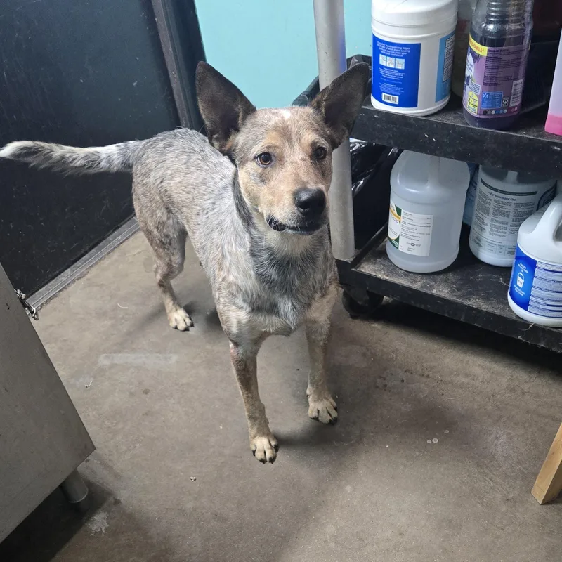 An adult medium-sized male Tricolor (Brown, Black, & White) Australian Cattle Dog / Blue Heeler dog named Mozzie for adoption in Graham, TX