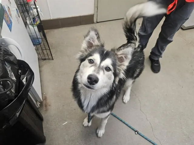 A young large-sized female Siberian Husky dog named Sugar Plum for adoption in Tucson, AZ