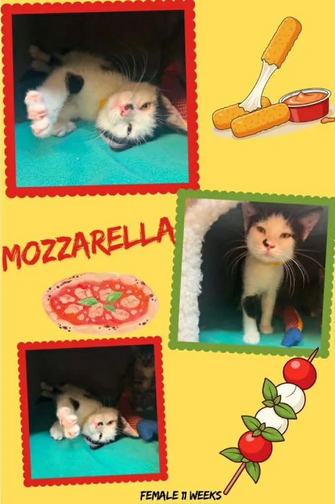 Mozzarella
