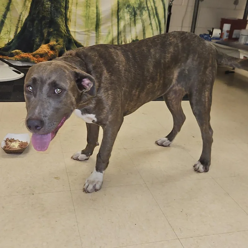 An adult large-sized female Gray / Blue / Silver Mixed Breed dog named Luna for adoption in Lake Panasoffkee, FL