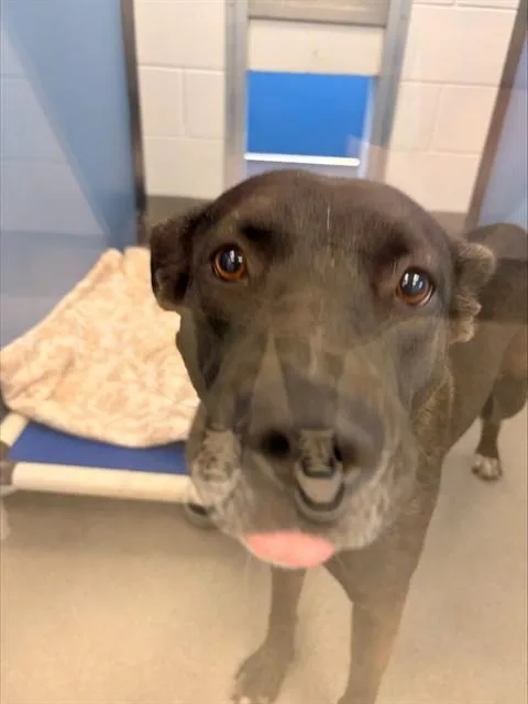 A young large-sized female German Shepherd Dog dog named Polly for adoption in Mesa, AZ