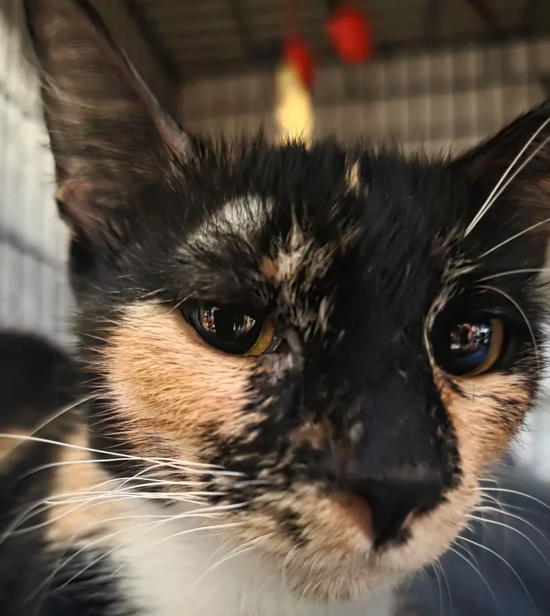 A young medium-sized female Calico cat named Tiki Pet Me Please for adoption in Fountain Valley, CA