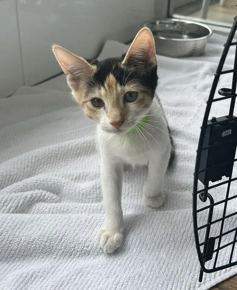 A baby small-sized female Domestic Short Hair cat named Amber for adoption in La Jolla, CA