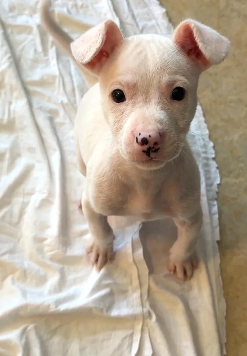 A baby medium-sized male White / Cream Chihuahua dog named Jacob for adoption in Boca Raton, FL