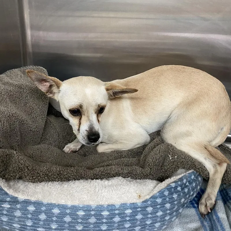 A young small-sized female Chihuahua dog named Nila for adoption in Denison, TX