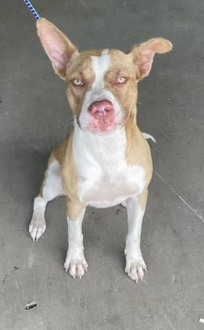 A young medium-sized female Mixed Breed dog named Dippy for adoption in Pensacola, FL