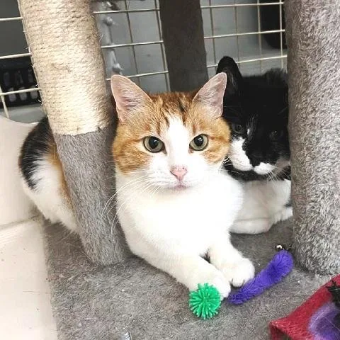An adult medium-sized male Black & White / Tuxedo Domestic Short Hair cat named Buddy And Carla for adoption in Salt Lake City, UT