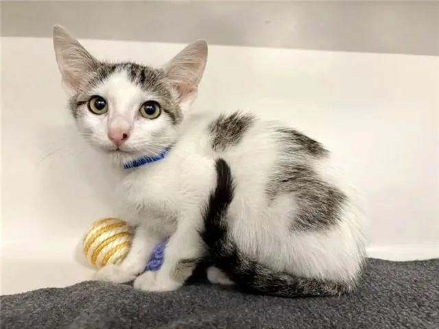 A baby small-sized male Domestic Short Hair cat named Kermit for adoption in Saint Louis, MO