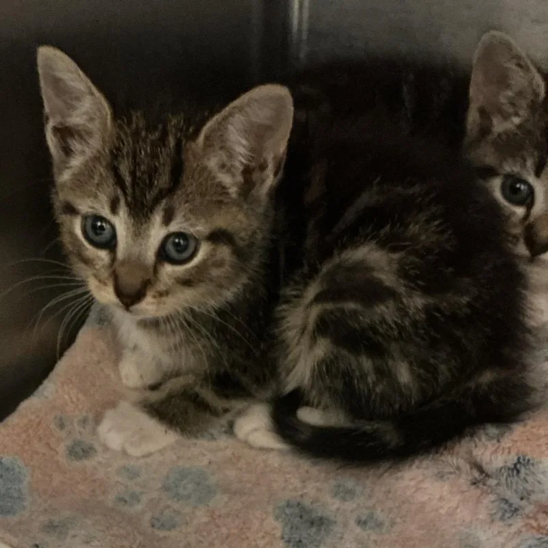 A baby small-sized female Gray / Blue / Silver Domestic Short Hair cat named Cera for adoption in Elizabeth City, NC