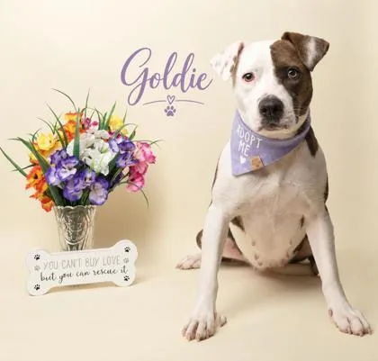 Goldie thumbnail 2