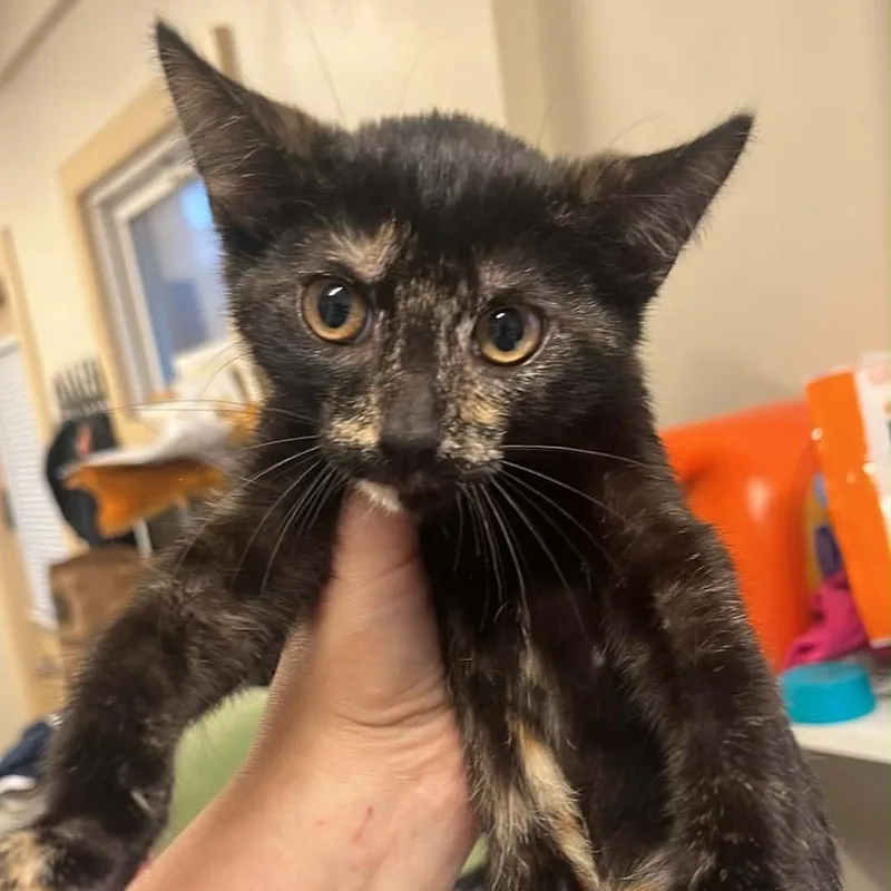 A baby small-sized female Tortoiseshell Domestic Short Hair cat named Reese's Puff for adoption in Pasadena , MD