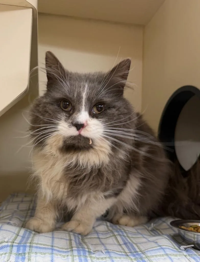 A young medium-sized male Domestic Long Hair cat named Johnny for adoption in Hastings, MI