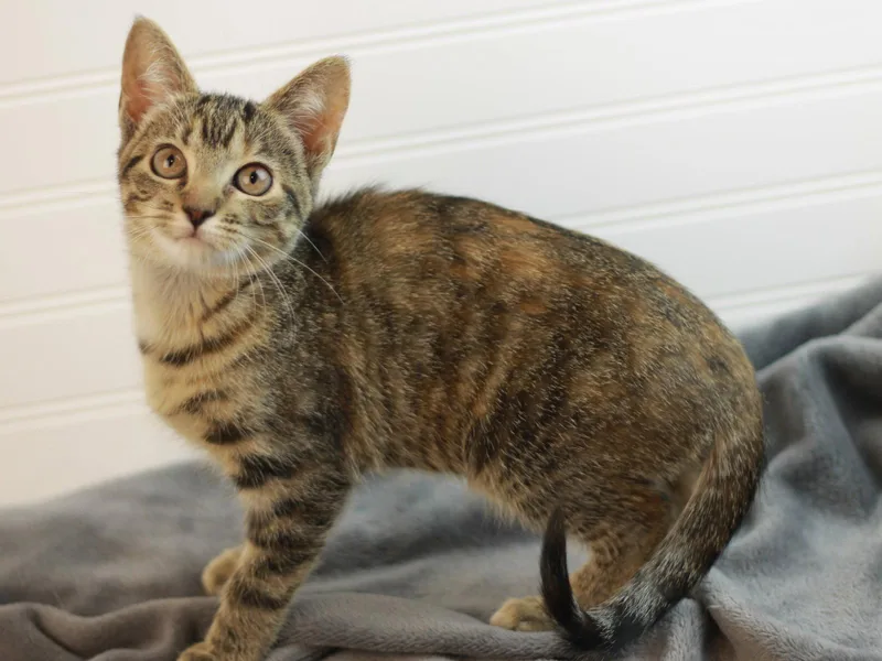 A baby small-sized male Domestic Short Hair cat named Juno for adoption in Cookeville, TN