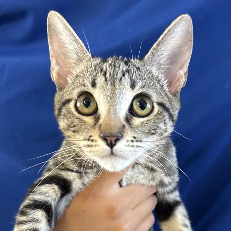 A baby small-sized female Brown / Chocolate Domestic Short Hair cat named Mj for adoption in Santa Barbara, CA
