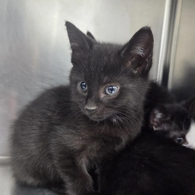 A baby small-sized male Black Domestic Short Hair cat named Simic for adoption in Newark, NJ