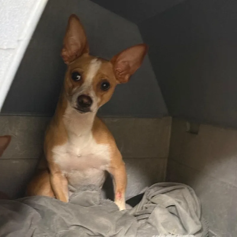Louie