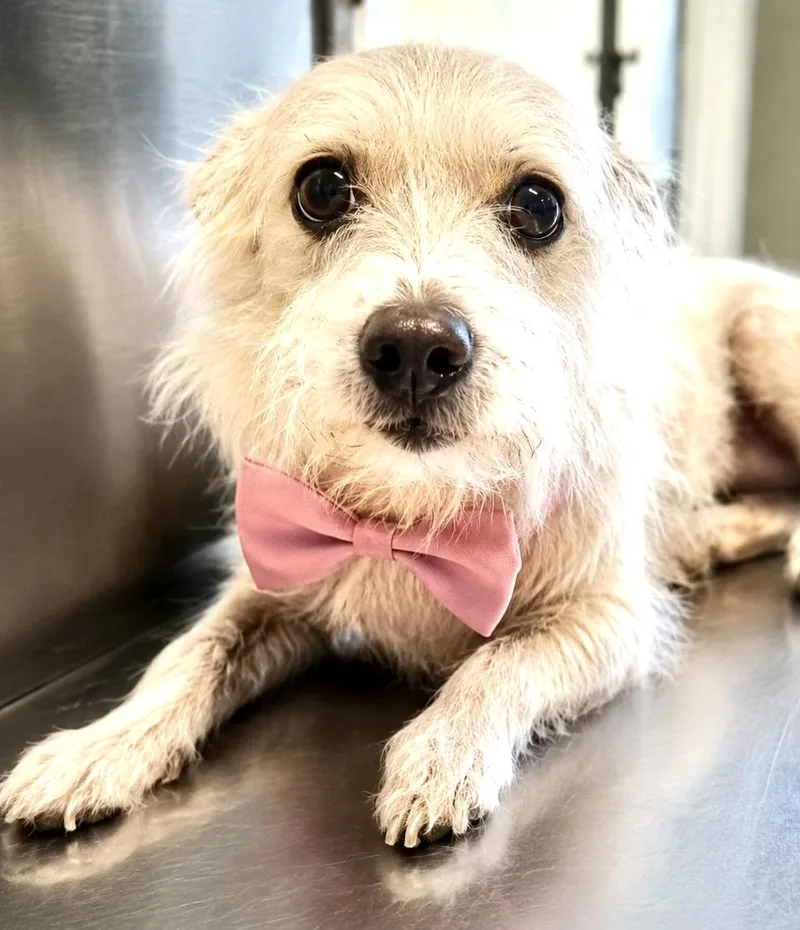 An adult small-sized female White / Cream Mixed Breed dog named Mitzy for adoption in Westfield, NY