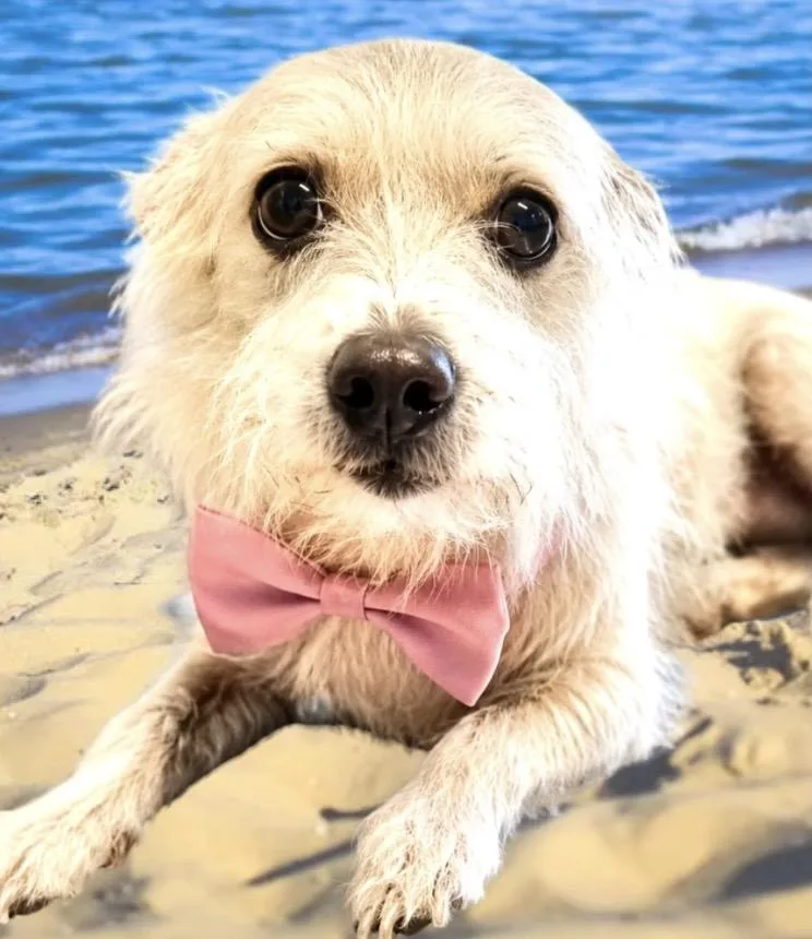 Mitzy thumbnail 2